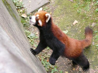 roter Panda